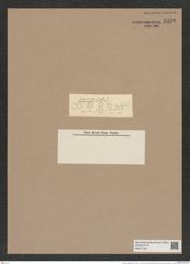 Pyxidicula naegelii Ktz. (de-Toni-Nr.: Genus 188, Species 4668) Zeichnungen Sammlung Grunow Nr. 8326 (NHMW-BOT-W0377725)